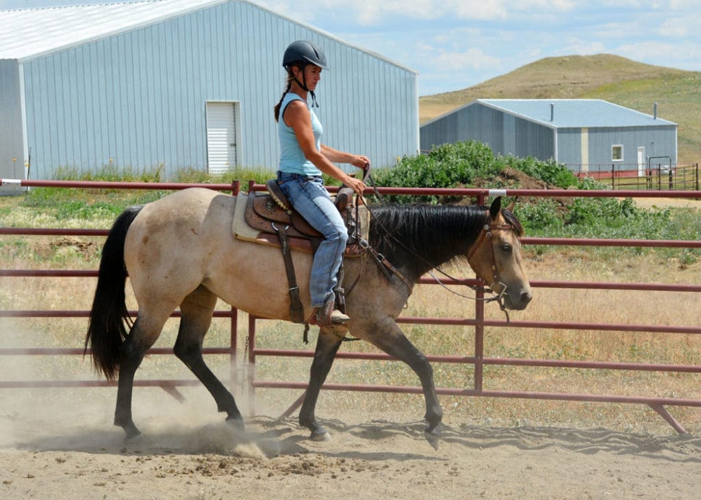 Our Horse Marketing Services Digital Horse Marketing