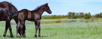 Selling horses starts with photos like this foal in a green pasture