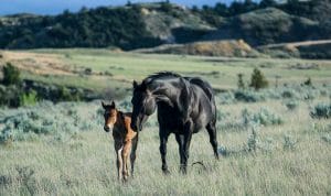 Selling horses starts with photos like this mare and foal