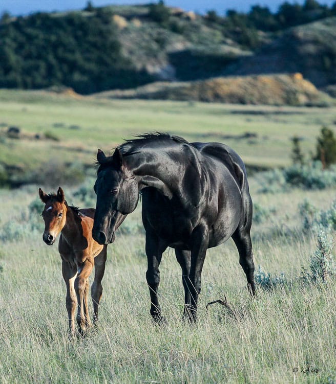 Eye-catching photo of mare and foal