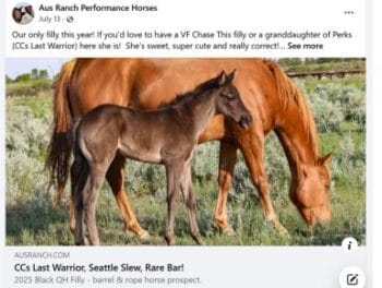 Example of a horse for sale page carefully built to share to FAcebook