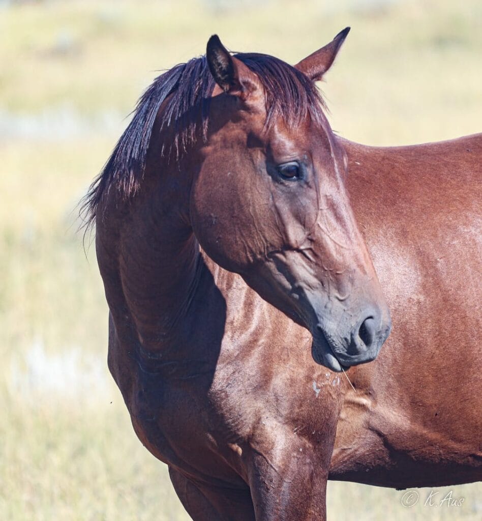 Mare looking over her shoulder with an ear cocked in interest