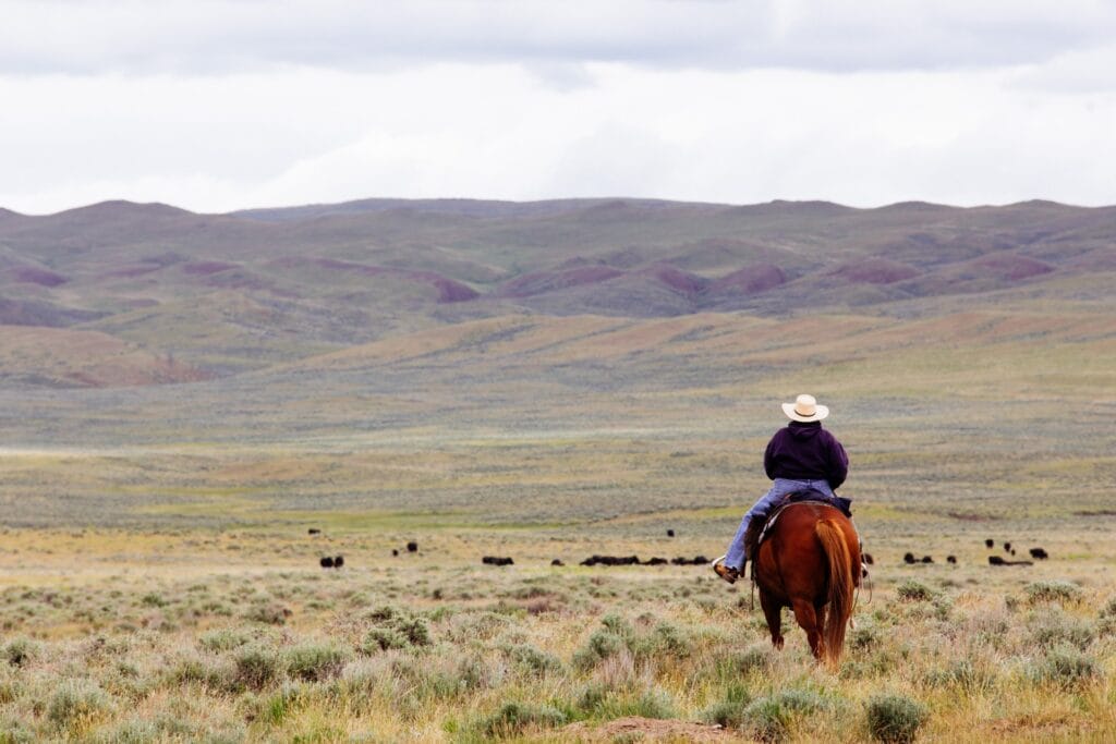 Rider on a horse looking at a distant herd of cattle in a large pasture