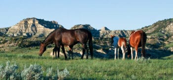 Quarter Horse and Paint mares and foals in a green pasture with hills in the background.